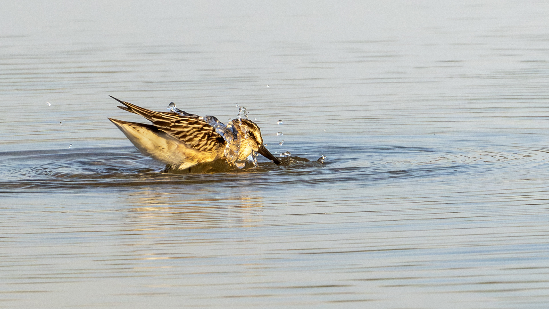 Broad-billed Sandpiper